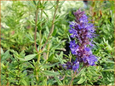 Hyssopus officinalis subsp. aristatus