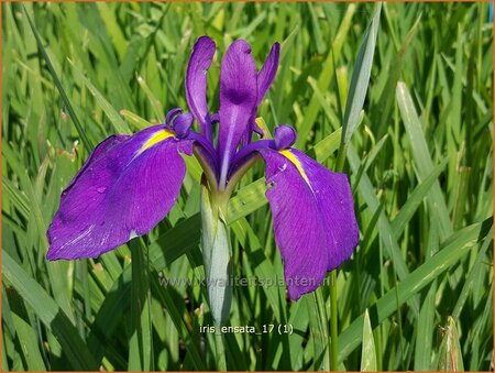 Iris ensata