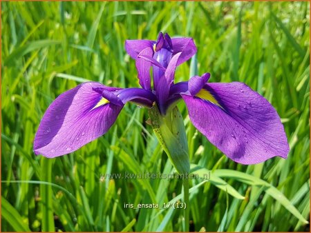 Iris ensata