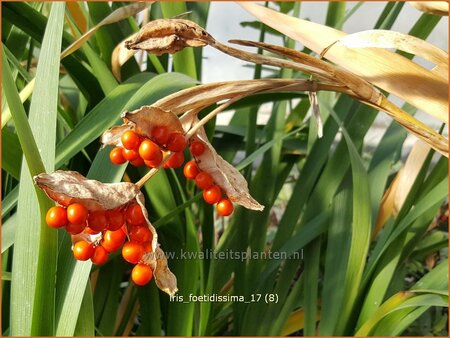 Iris foetidissima