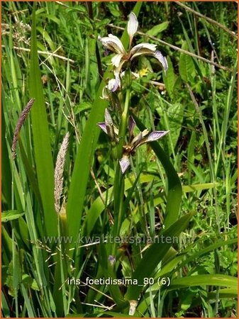 Iris foetidissima
