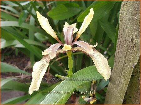Iris foetidissima 'Citrina'