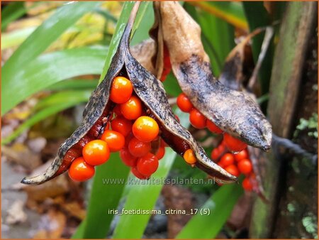 Iris foetidissima 'Citrina'