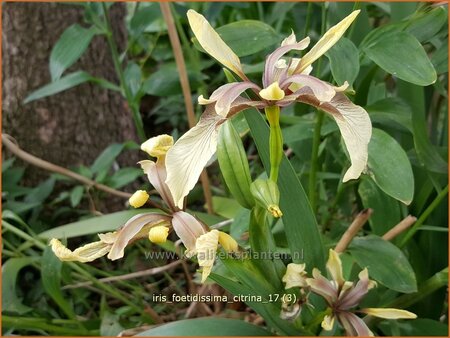 Iris foetidissima 'Citrina'