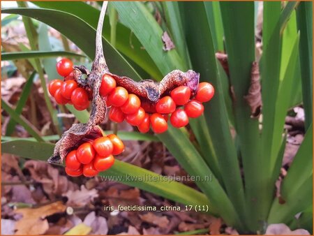 Iris foetidissima 'Citrina'