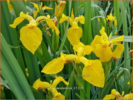 Iris pseudacorus