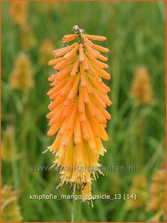 Kniphofia &#39;Mango Popsicle&#39;