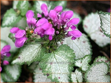 Lamium maculatum &#39;Red Nancy&#39;