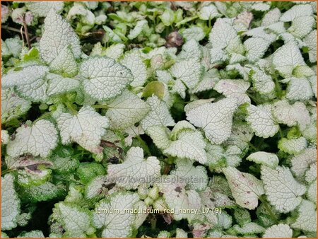 Lamium maculatum &#39;Red Nancy&#39;