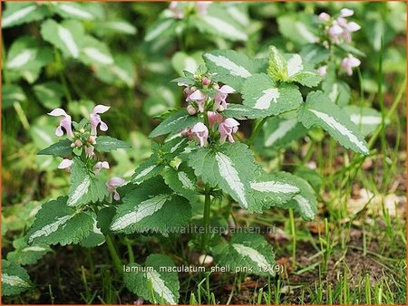 Lamium maculatum &#39;Shell Pink&#39;