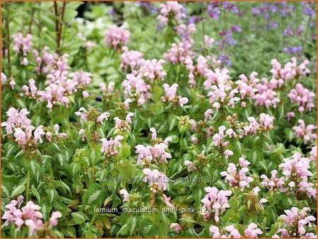 Lamium maculatum &#39;Shell Pink&#39;