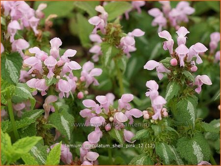 Lamium maculatum &#39;Shell Pink&#39;