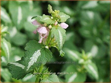 Lamium maculatum &#39;Shell Pink&#39;