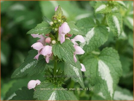Lamium maculatum &#39;Shell Pink&#39;