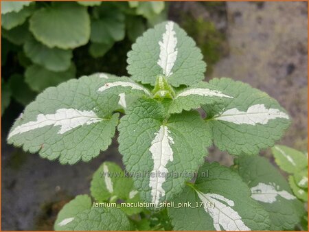 Lamium maculatum &#39;Shell Pink&#39;