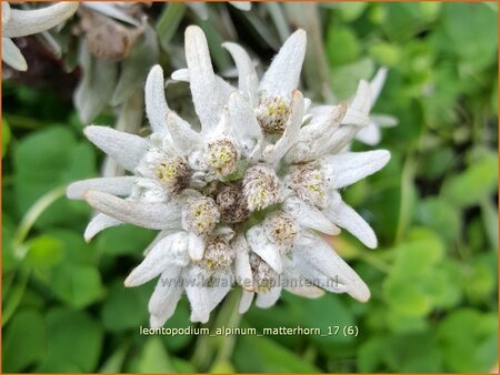 Leontopodium alpinum &#39;Matterhorn&#39;