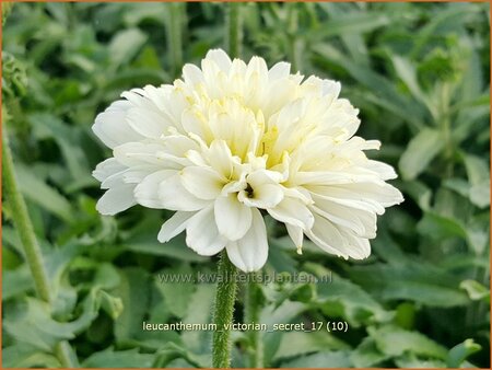 Leucanthemum &#39;Victorian Secret&#39;