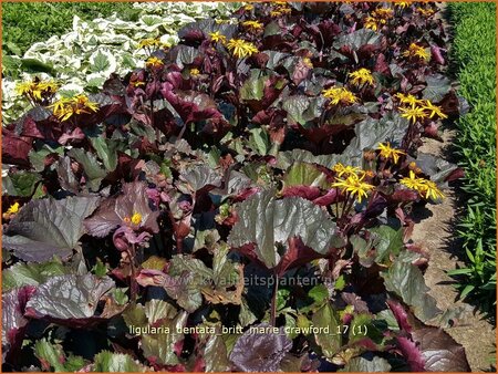 Ligularia dentata &#39;Britt Marie Crawford&#39;
