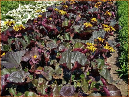 Ligularia dentata &#39;Britt Marie Crawford&#39;