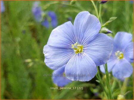 Linum perenne