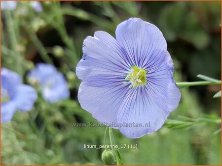 Linum perenne