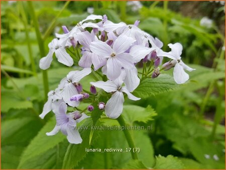 Lunaria rediviva