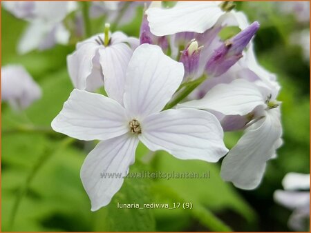 Lunaria rediviva