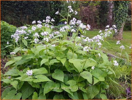 Lunaria rediviva