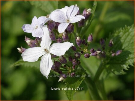 Lunaria rediviva