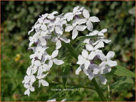 Lunaria rediviva