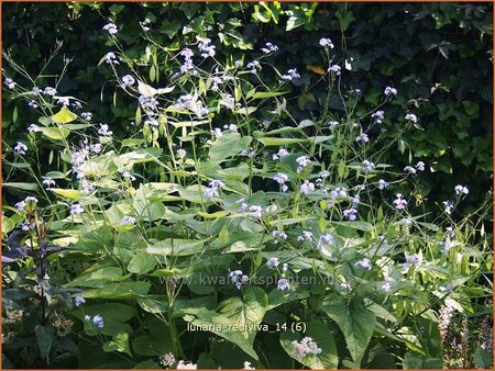 Lunaria rediviva