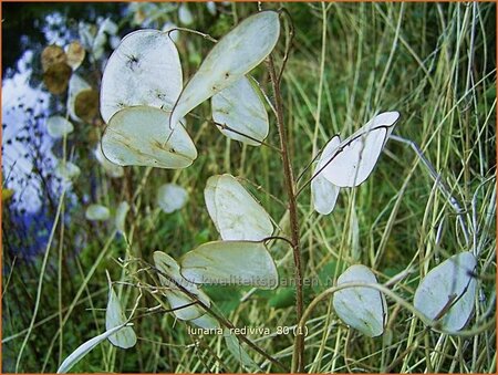 Lunaria rediviva