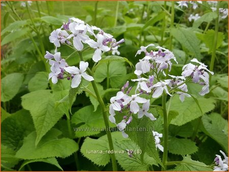 Lunaria rediviva