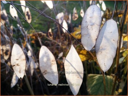 Lunaria rediviva