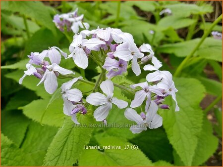 Lunaria rediviva