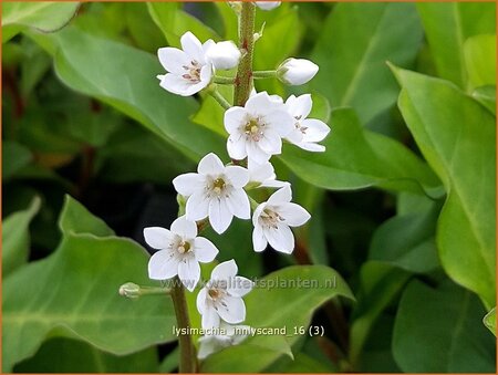 Lysimachia &#39;Innlyscand&#39;