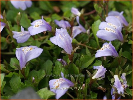 Mazus reptans