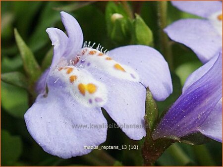 Mazus reptans