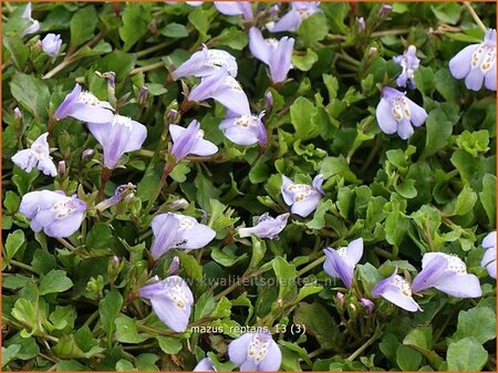 Mazus reptans