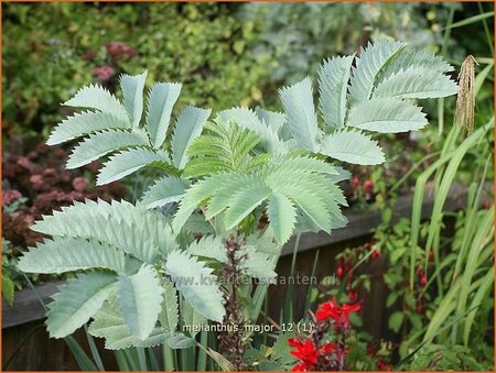 Melianthus major