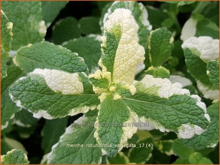 Mentha rotundifolia &#39;Variegata&#39;