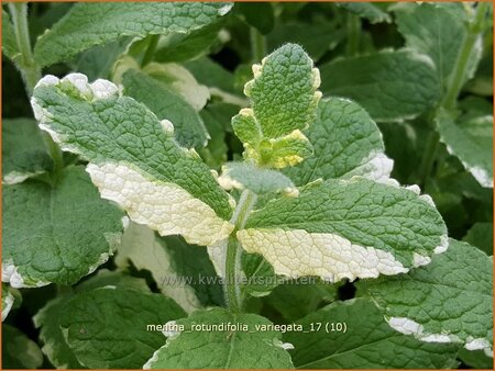 Mentha rotundifolia &#39;Variegata&#39;