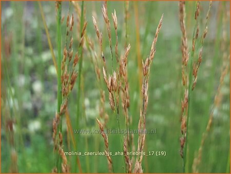 Molinia caerulea &#39;JS Aha-Erlebnis&#39;