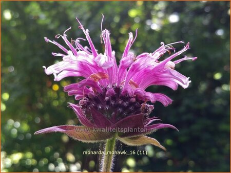 Monarda &#39;Mohawk&#39;