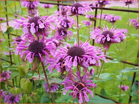 Monarda &#39;Mohawk&#39;