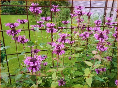 Monarda &#39;Mohawk&#39;