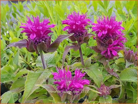 Monarda &#39;Purple Lace&#39;