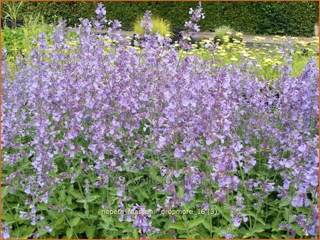 Nepeta faassenii &#39;Dropmore&#39;