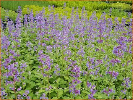 Nepeta grandiflora &#39;Summer Magic&#39;