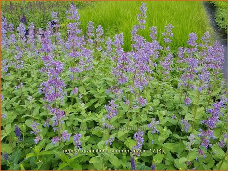 Nepeta grandiflora &#39;Summer Magic&#39;